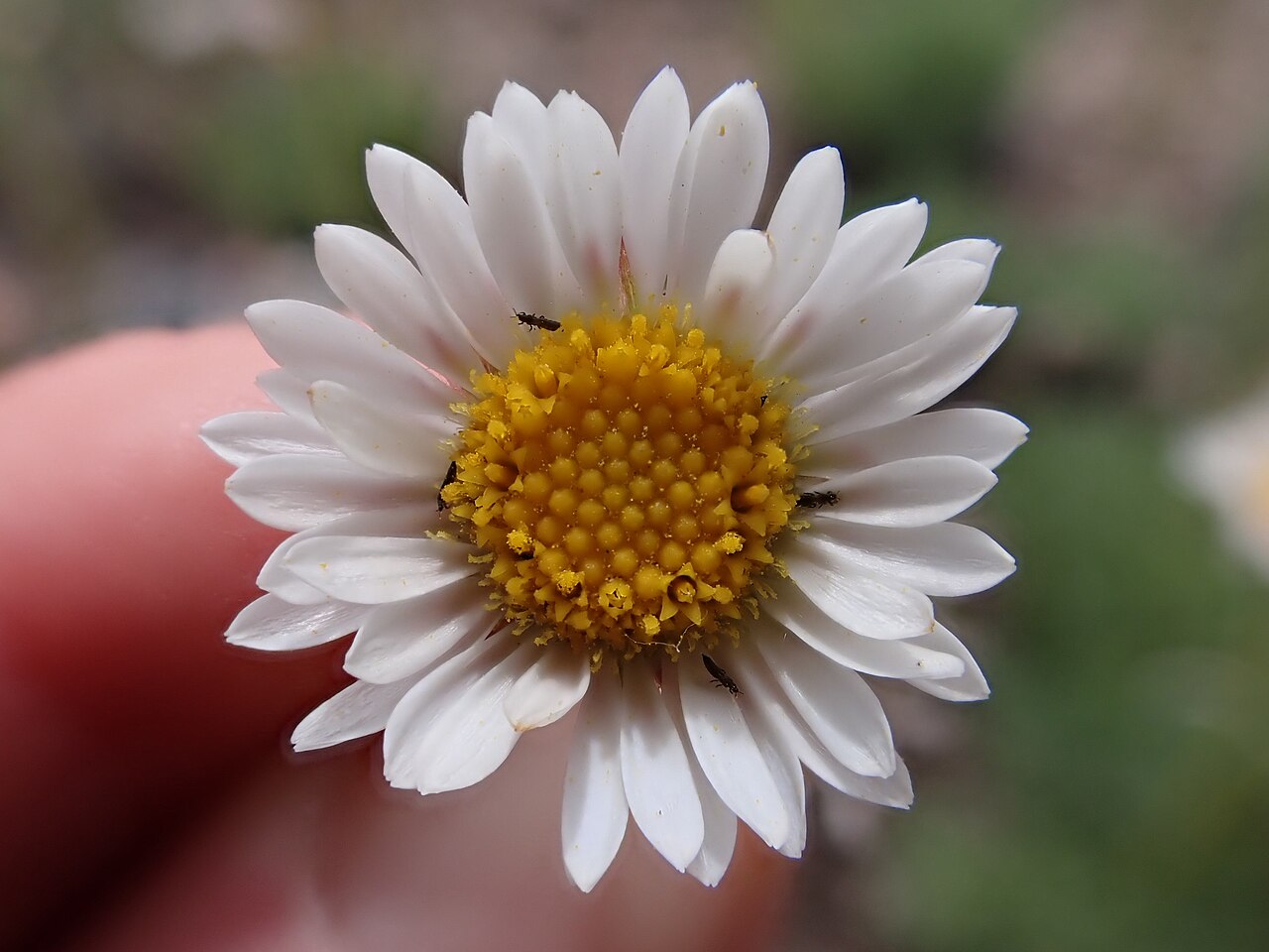 A cut-leaf daisy head in Montana, with white ray florets around the yellow disk.