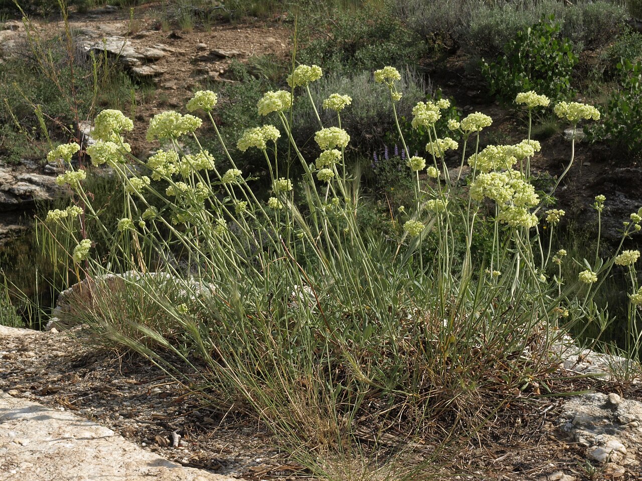 Wyeth buckwheat flowering in the Ruby Mountains, Nevada.
