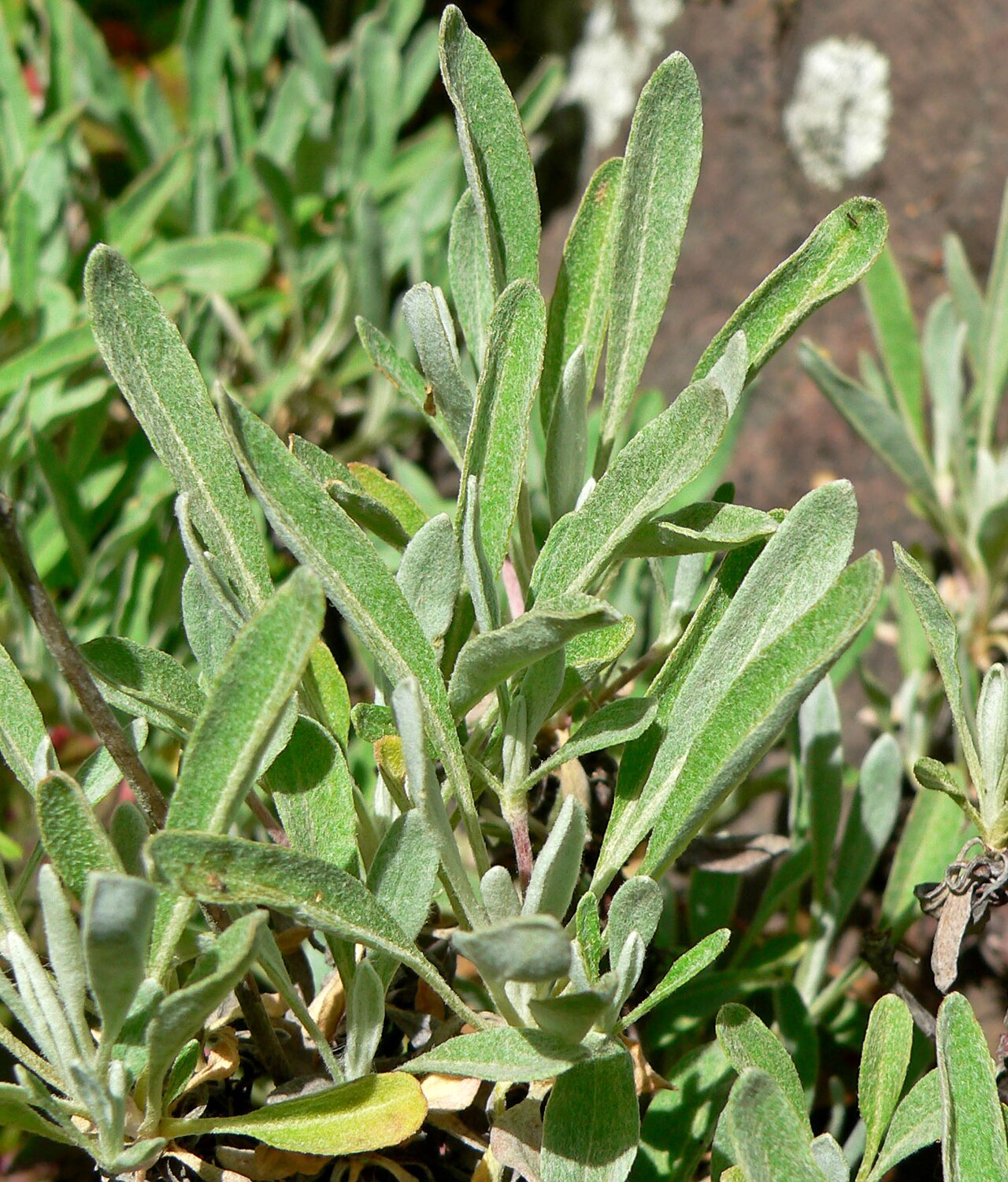 Narrow leaves of Eriogonum heracleoides on a cultivated botanical-garden specimen in Berkeley, California.
