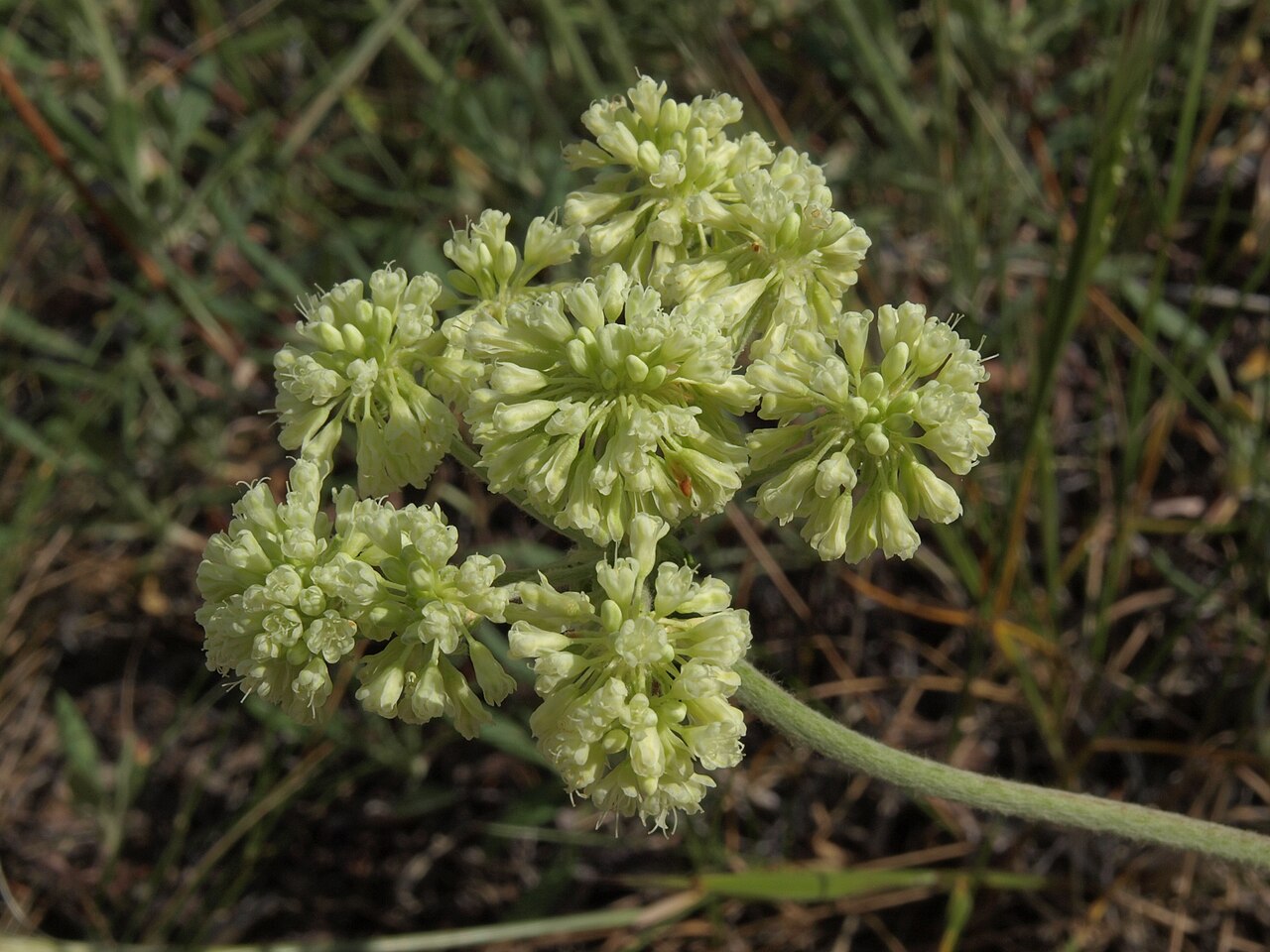 Cream-colored Wyeth buckwheat flower clusters in the Ruby Mountains, Nevada.