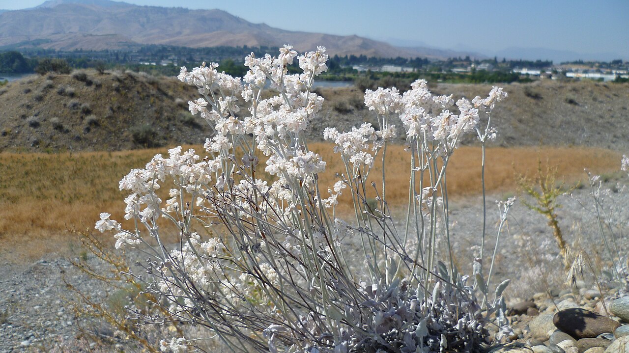 Snow Buckwheat (Eriogonum niveum) - PlantNative.org Snow buckwheat in a dry East Wenatchee, Washington landscape, showing the branching white flowering canopy.
