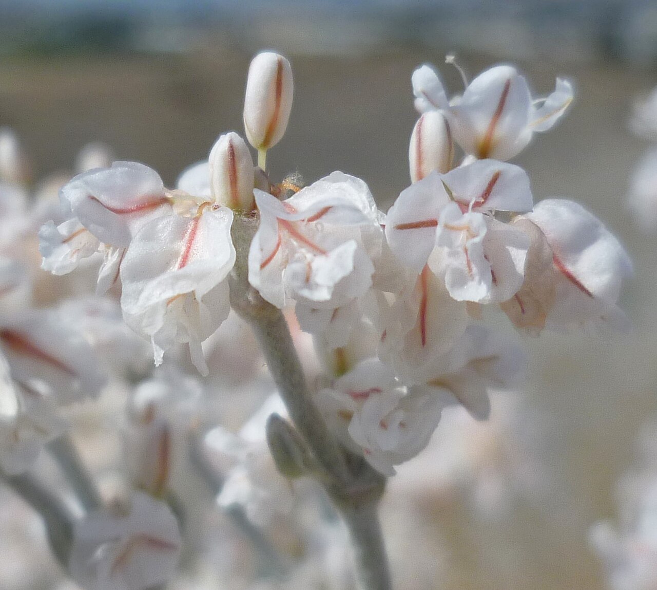 Snow Buckwheat (Eriogonum niveum) - PlantNative.org Close view of Eriogonum niveum flowers with pale tepals and darker central veins.