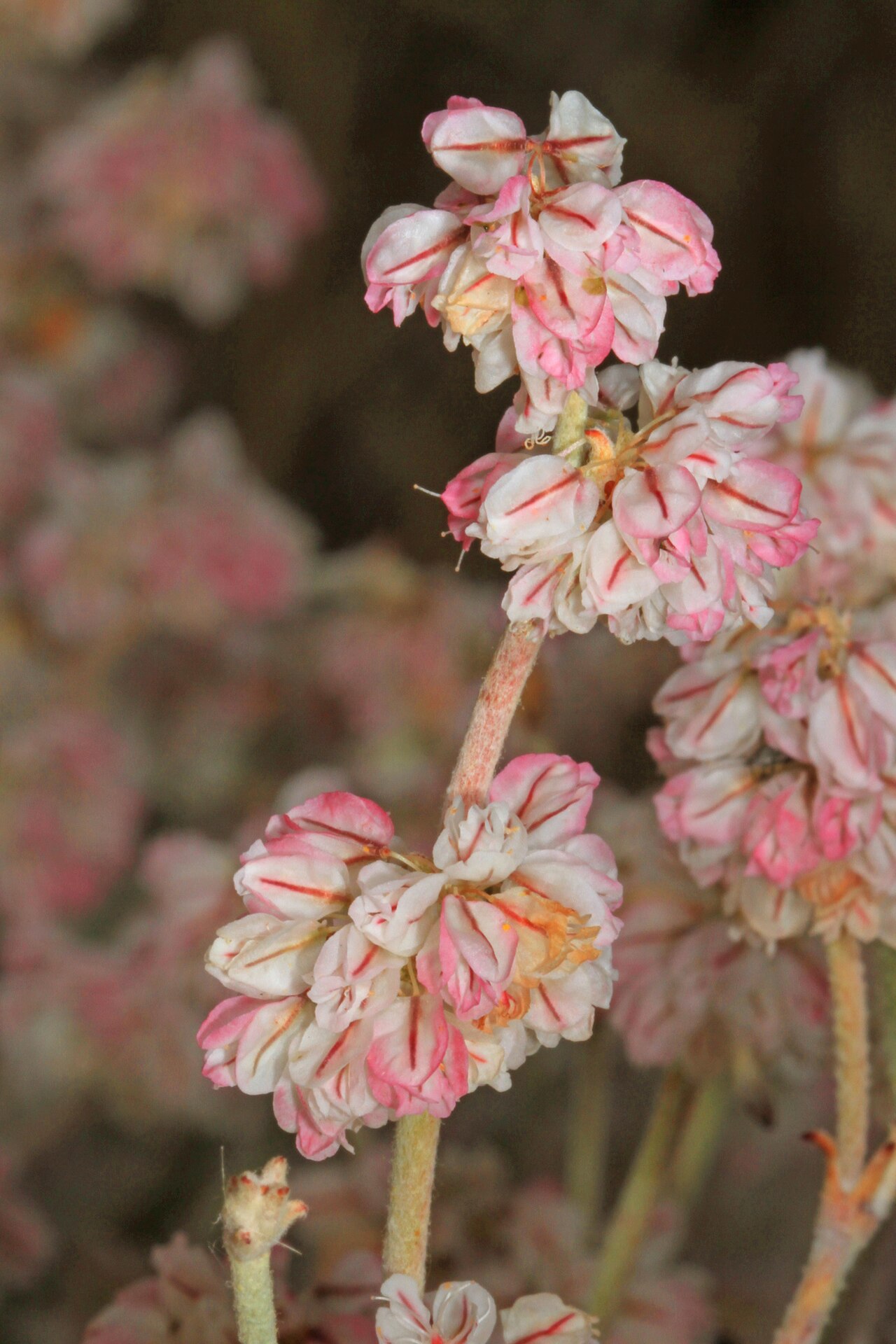 Snow Buckwheat (Eriogonum niveum) - PlantNative.org Aging snow buckwheat flower clusters developing pink tones late in the season.