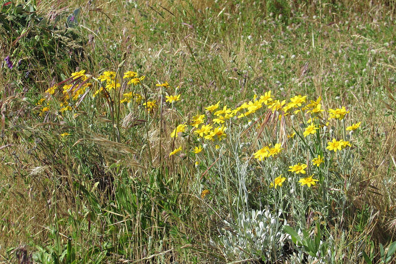 Woolly sunflower flowering at Rowena Crest, Oregon, with yellow heads above silver-gray foliage.