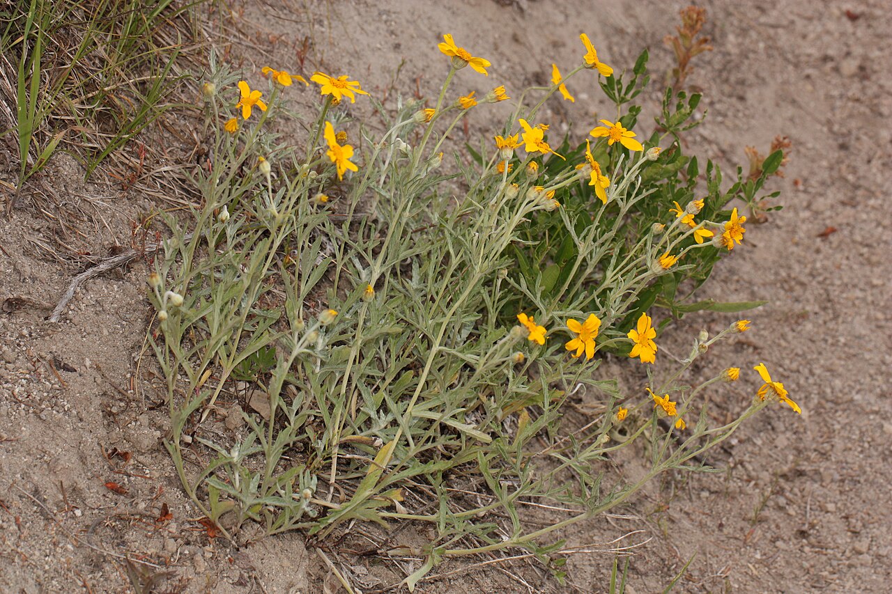 A wild Eriophyllum lanatum plant on the Sunrise Peak Trail in Washington’s Dark Divide, showing its compact habit.