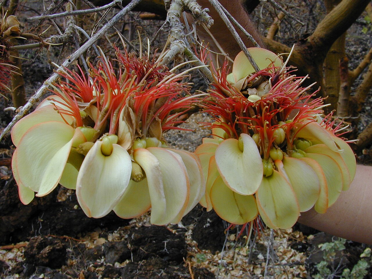 Wiliwili (Erythrina sandwicensis) - PlantNative.org Pale wiliwili flowers with long reddish stamens