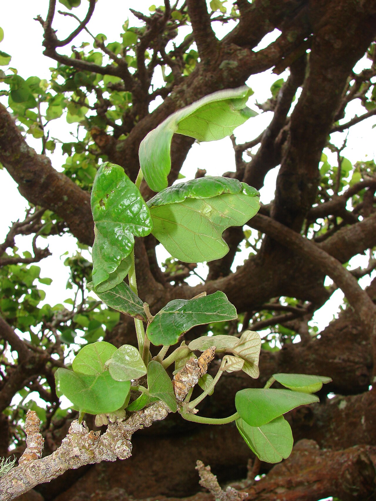 Wiliwili (Erythrina sandwicensis) - PlantNative.org Wiliwili leaves emerging on a branch