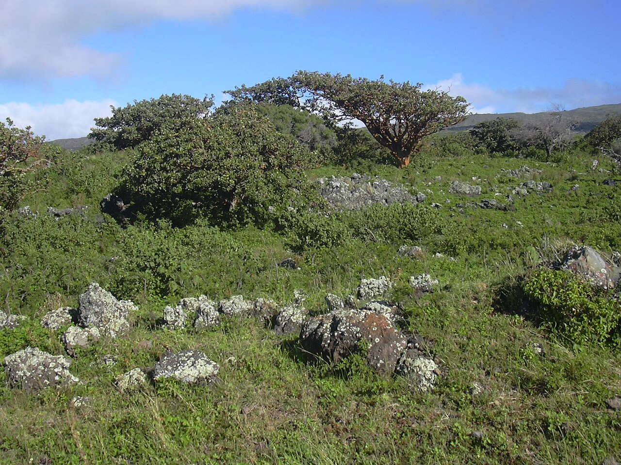 Wiliwili (Erythrina sandwicensis) - PlantNative.org Mature wiliwili trees in a dry Hawaiian landscape