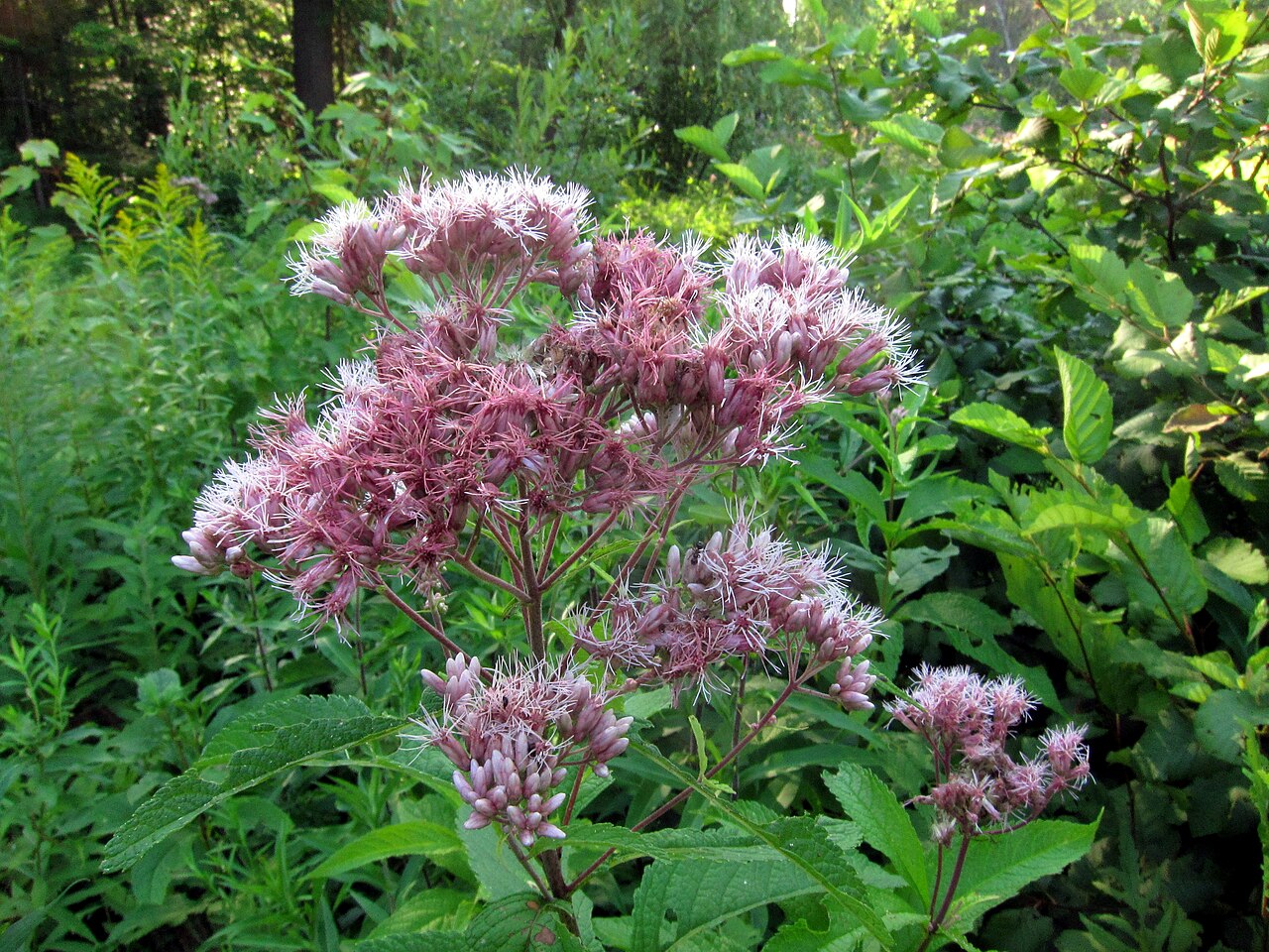 Pink flower dome of sweet Joe-Pye weed.