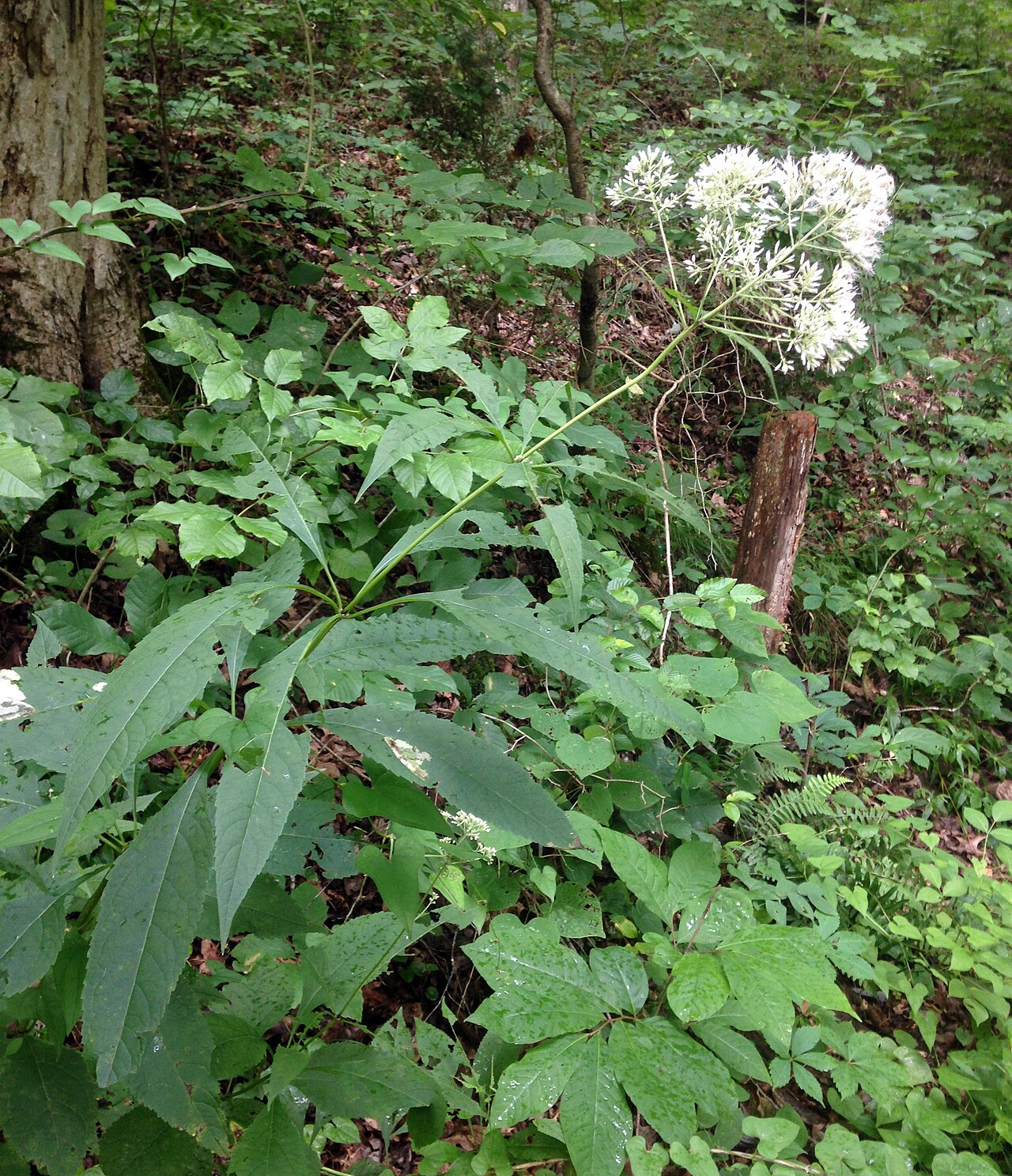 Sweet Joe-Pye weed in a mesic slope forest at Rotary Park, Tennessee.