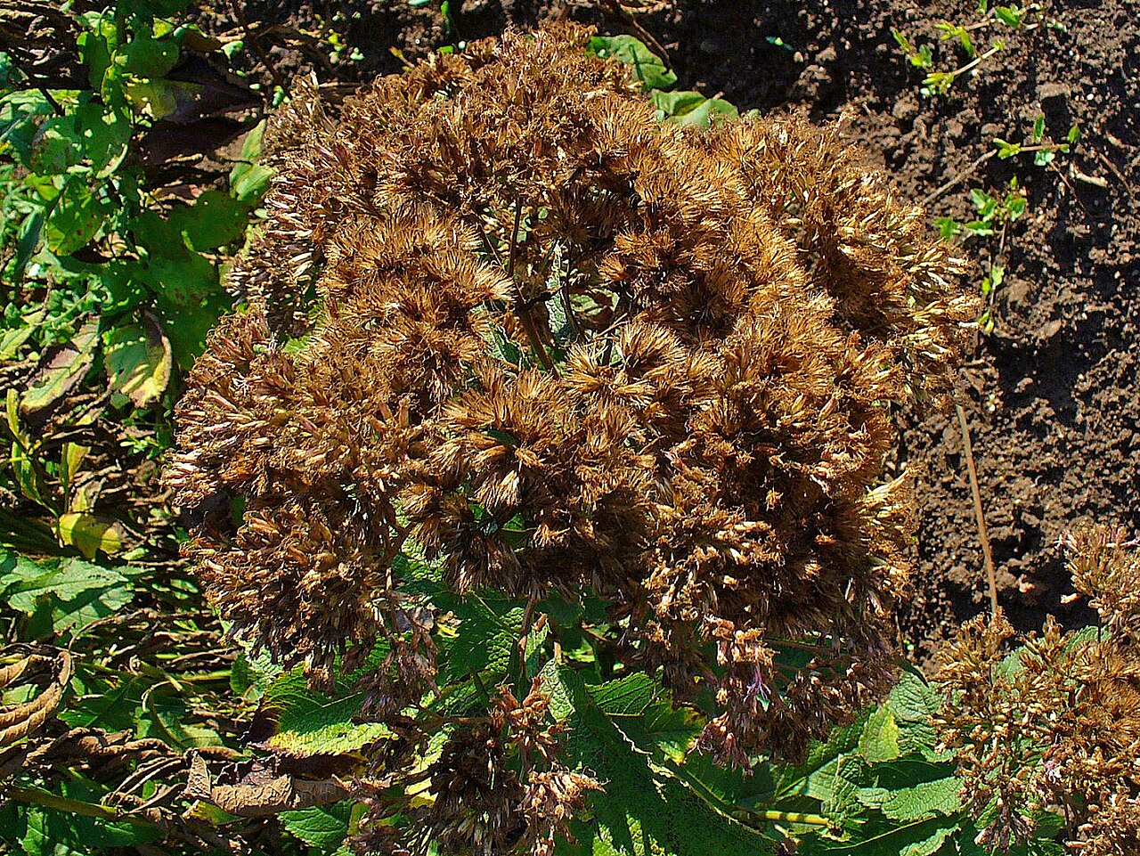 Maturing seed heads of Eutrochium purpureum.