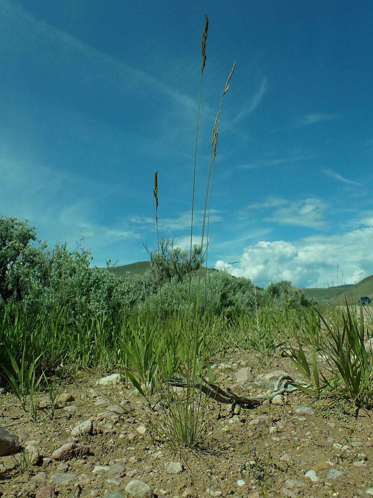 Idaho fescue with fine basal foliage and tall seed stalks in Montana sagebrush steppe.
