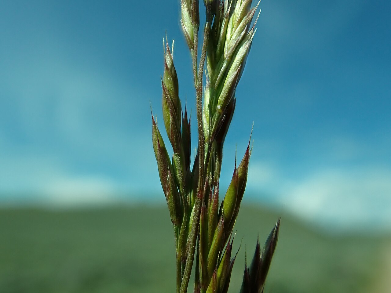 Close view of the narrow, awned spikelets of Idaho fescue.
