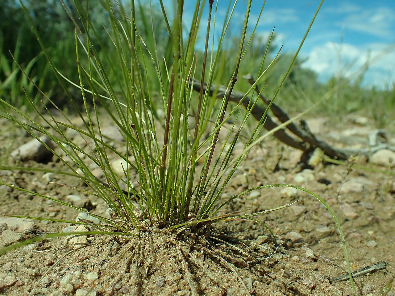 A compact Idaho fescue crown with fine leaves and separate flowering culms.