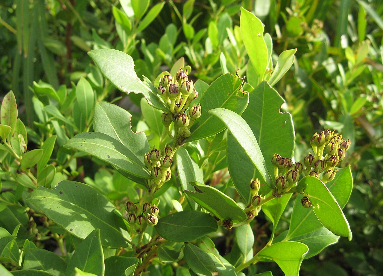 Fetterbush (Lyonia lucida): foliage and developing fruit