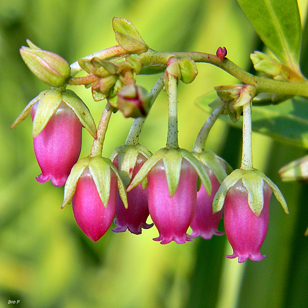 Fetterbush (Lyonia lucida): hero flower clusters