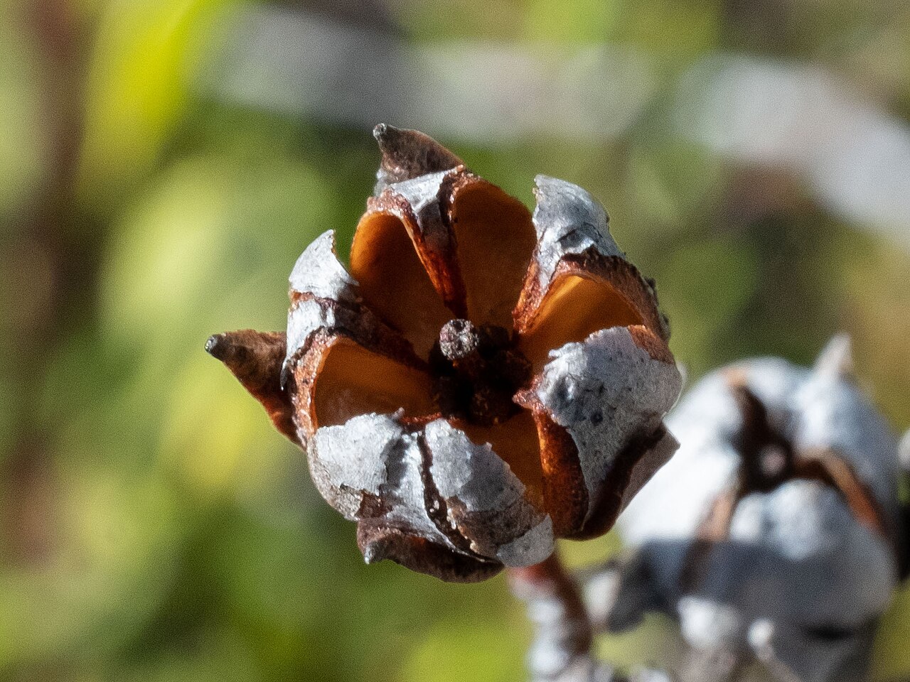 Fetterbush (Lyonia lucida): seed capsule