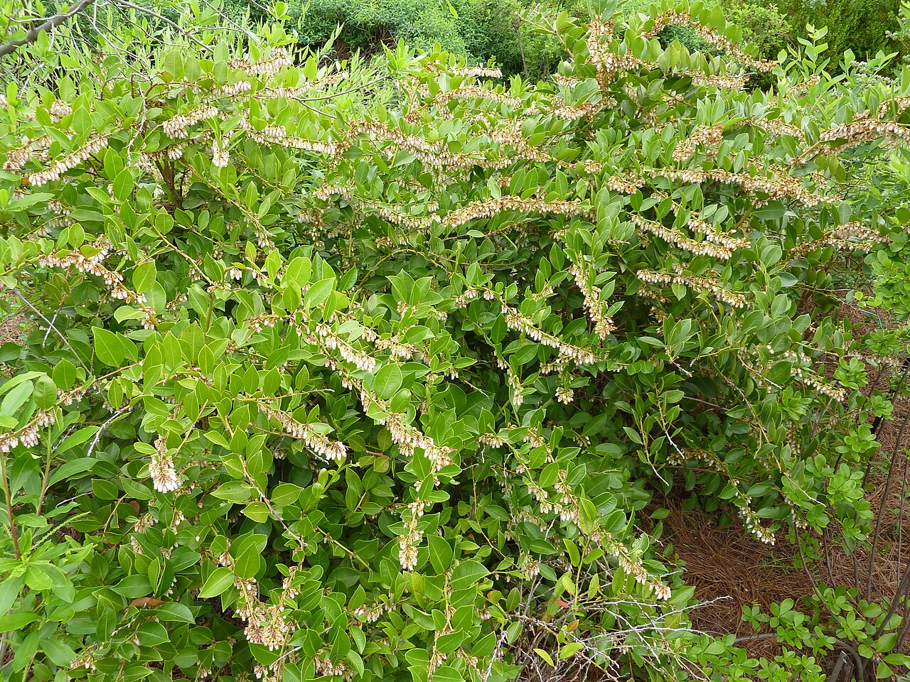 Fetterbush (Lyonia lucida): shrub in flower