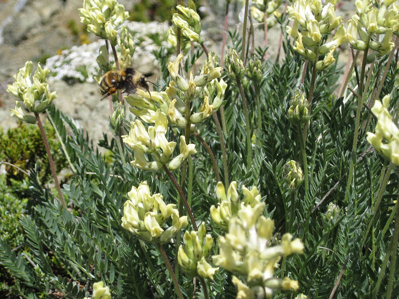 Field Oxytrope (Oxytropis campestris) - PlantNative.org Bumblebee visiting field oxytrope flowers at Marmot Pass Washington
