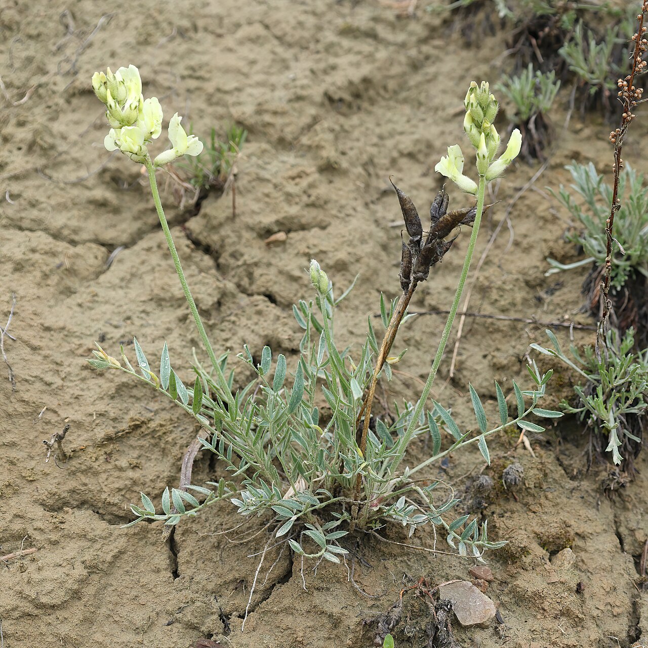 Field Oxytrope (Oxytropis campestris) - PlantNative.org Field oxytrope with narrow leaflets and old seed pods in Saskatchewan