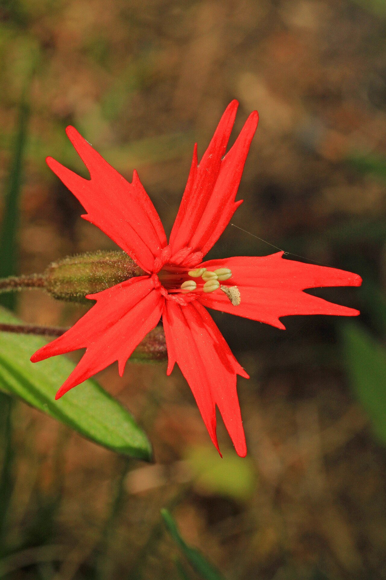 Fire Pink (Silene virginica) - PlantNative.org Fire Pink (Silene virginica) flower with five scarlet, deeply notched petals and a sticky green calyx
