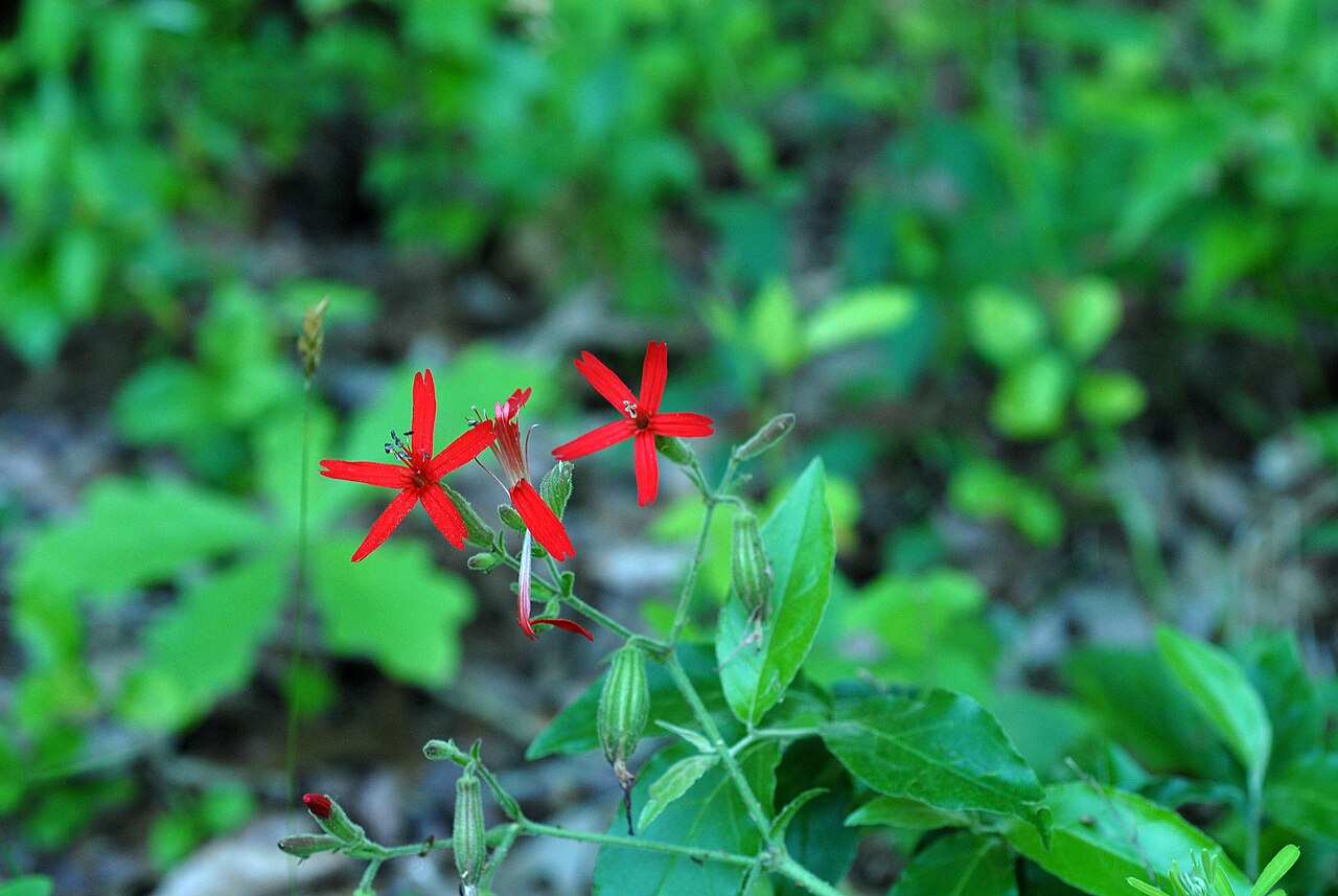 Fire Pink (Silene virginica) - PlantNative.org Fire Pink (Silene virginica) flowering stem with opposite lance-shaped leaves, scarlet flowers and green seed capsules