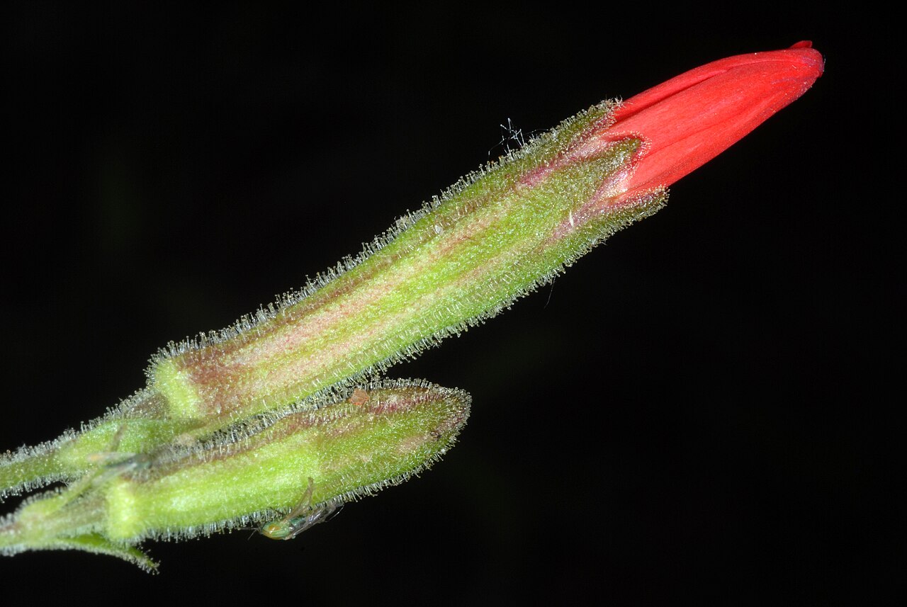 Fire Pink (Silene virginica) - PlantNative.org Close-up of the sticky, hairy calyx of Fire Pink (Silene virginica) with the red petals emerging from the bud