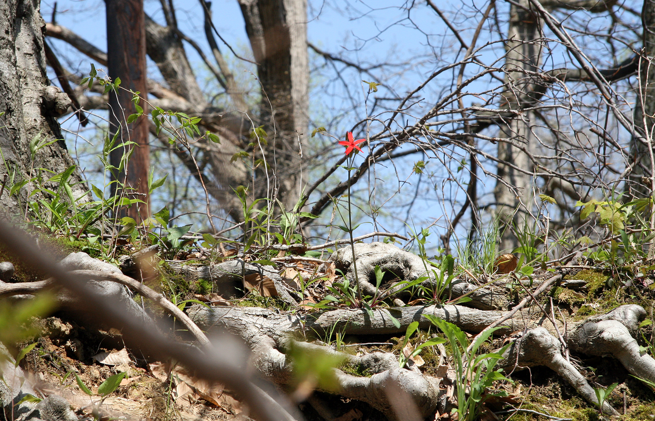 Fire Pink (Silene virginica) - PlantNative.org A Fire Pink (Silene virginica) blooming among tree roots on a dry wooded slope in Shades State Park, Indiana