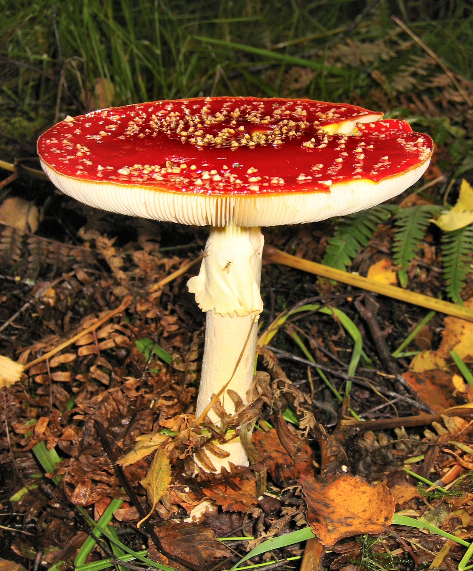 What is a Toadstool? A Clear and Neutral Explanation - PlantNative.org Mature fly agaric with flat red cap, white gills and ring on the stem