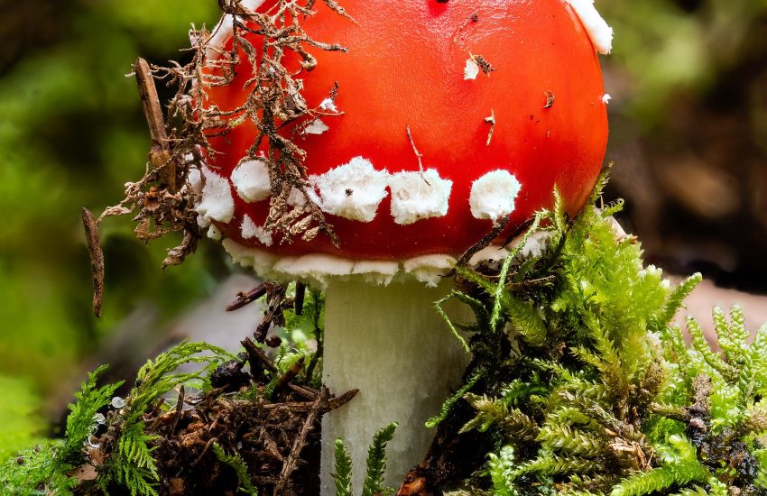 Bright red fly agaric toadstool with white warts growing in moss