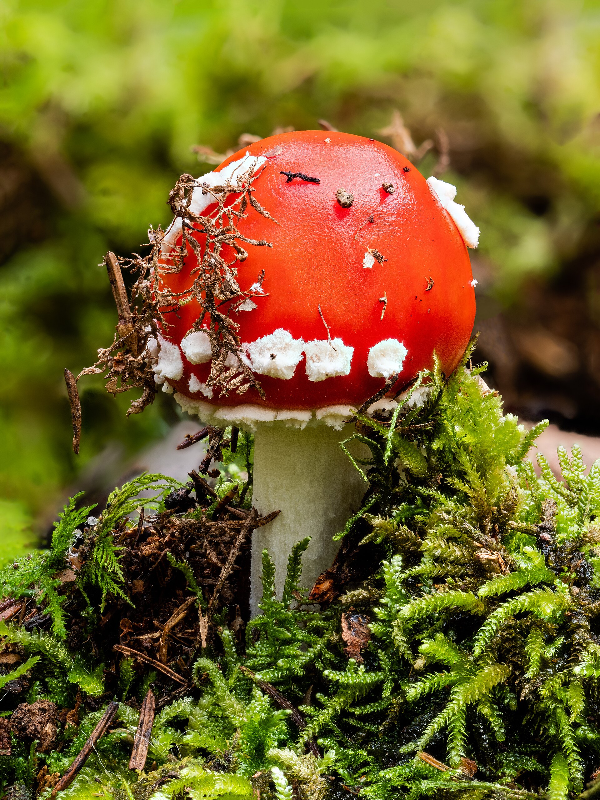 What is a Toadstool? A Clear and Neutral Explanation