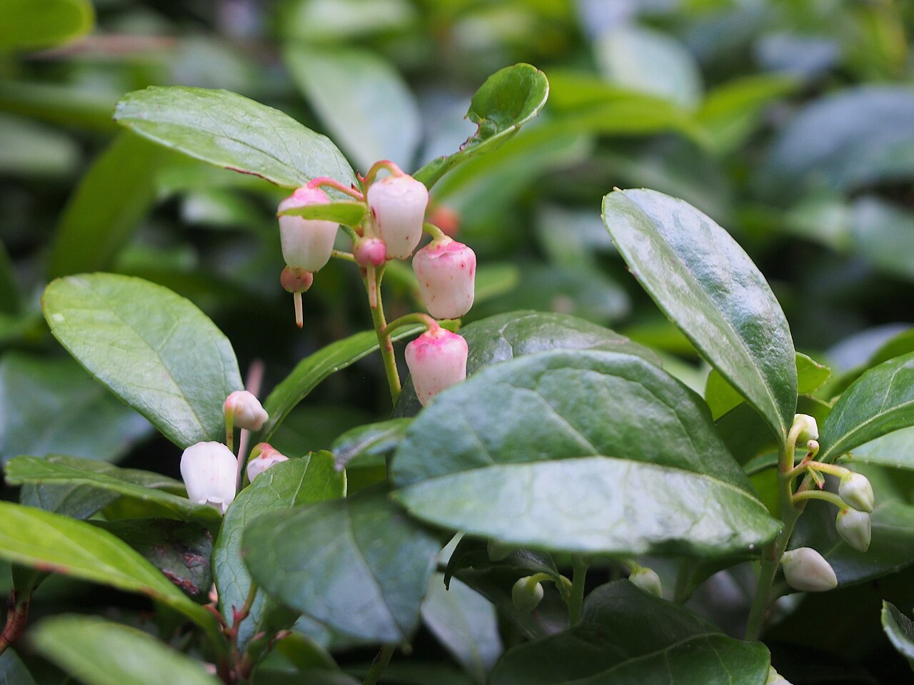 Checkerberry (Gaultheria procumbens) - PlantNative.org Checkerberry’s pink-tinged urn-shaped flowers, photographed in cultivation at Wrocław University Botanical Garden, Poland.