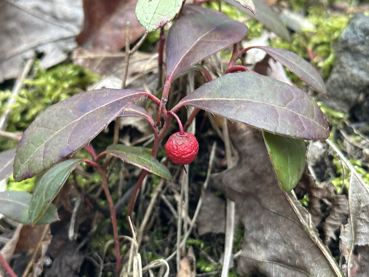 Checkerberry (Gaultheria procumbens) - PlantNative.org Wild checkerberry with persistent red fruit and purplish winter foliage near Onteora Lake, Kingston, New York.
