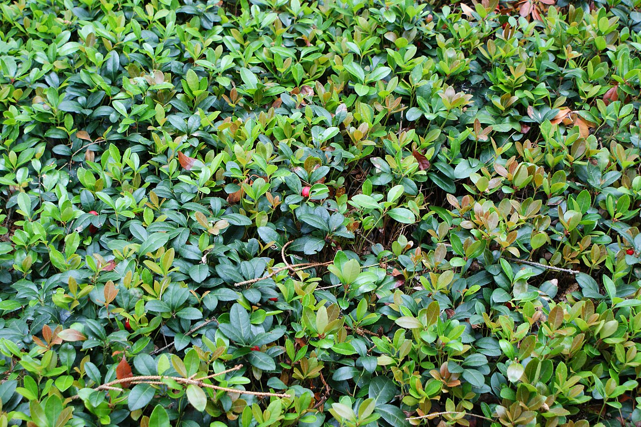 Checkerberry (Gaultheria procumbens) - PlantNative.org The low evergreen carpet of checkerberry in a cultivated collection at Przelewice, Poland.
