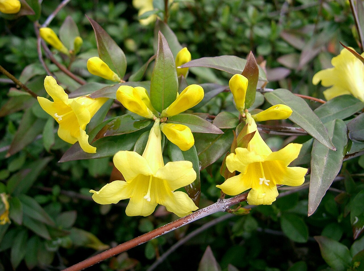 Yellow Jessamine (Gelsemium sempervirens) - PlantNative.org Yellow jessamine flowers and opposite leaves, cultivated in Osaka, Japan
