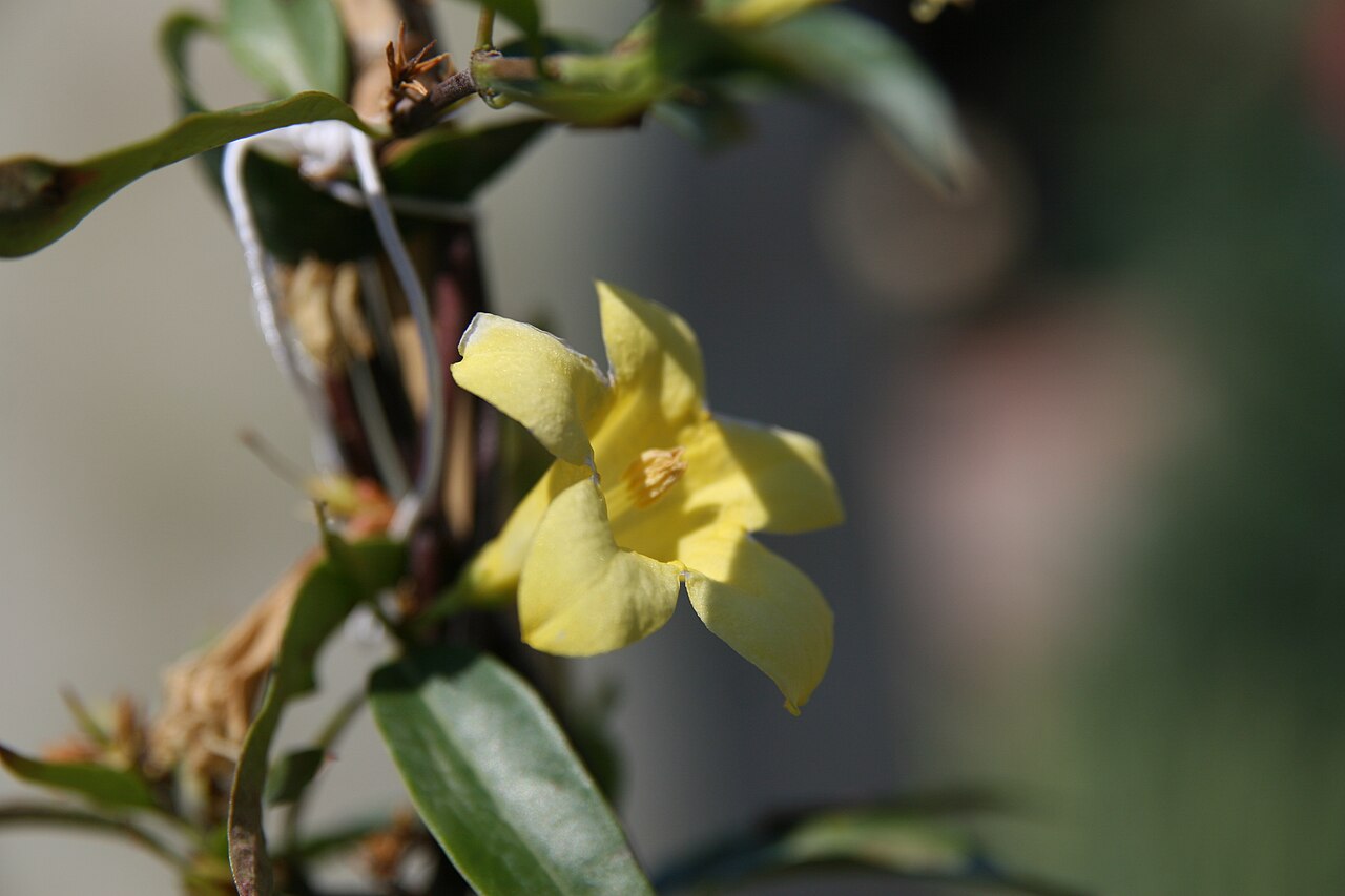 Yellow Jessamine (Gelsemium sempervirens) - PlantNative.org Yellow jessamine flower and glossy leaves at a Maryland nursery
