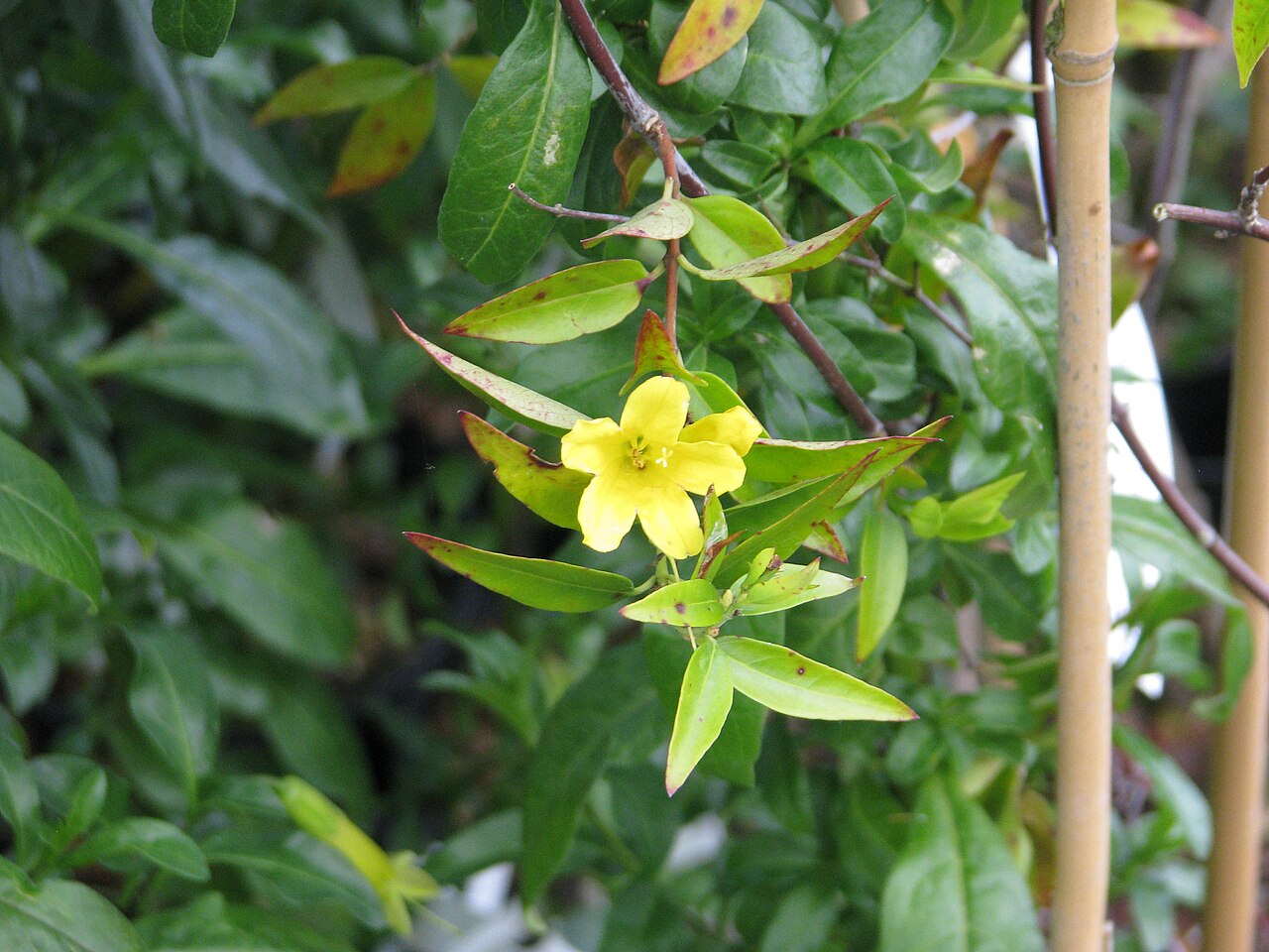 Yellow Jessamine (Gelsemium sempervirens) - PlantNative.org Yellow jessamine trained on a support in cultivation