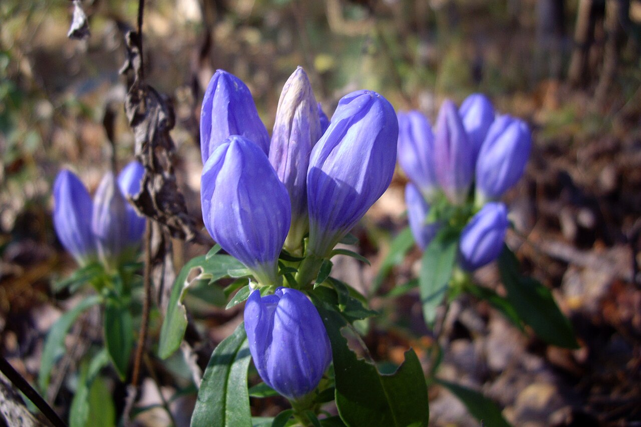 Soapwort Gentian (Gentiana saponaria) - PlantNative.org Soapwort gentian flowers in Talladega National Forest, Alabama.