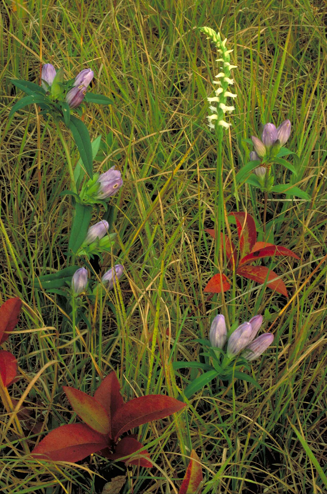 Soapwort Gentian (Gentiana saponaria) - PlantNative.org Soapwort gentian growing among other plants, with nodding ladies’-tresses nearby.