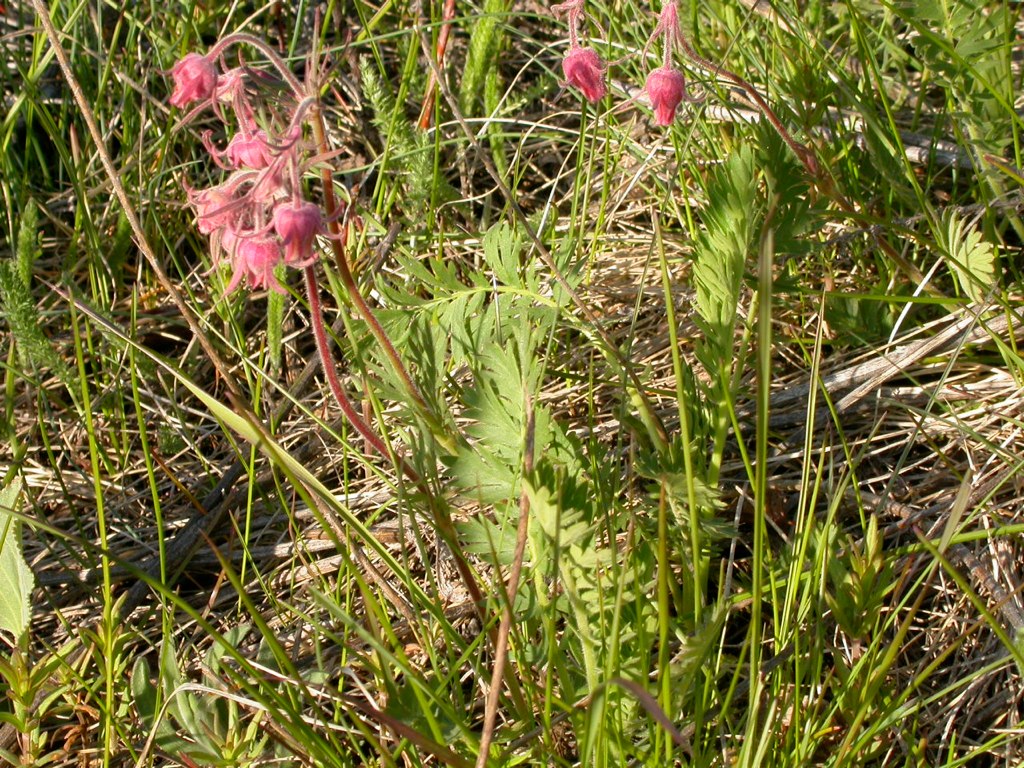 Geum triflorum flowers