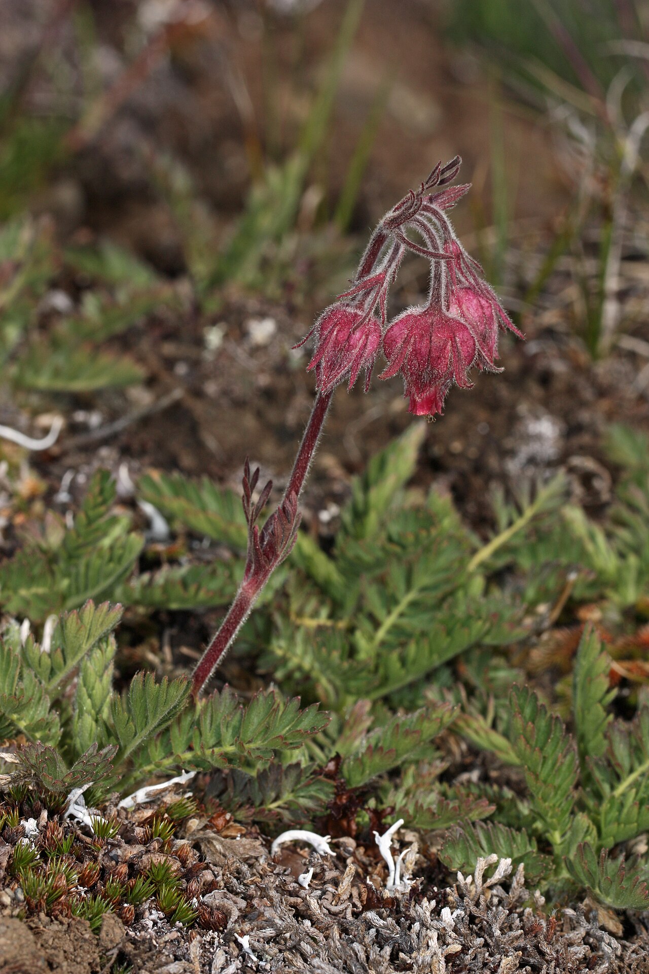 Geum triflorum foliage and growth habit