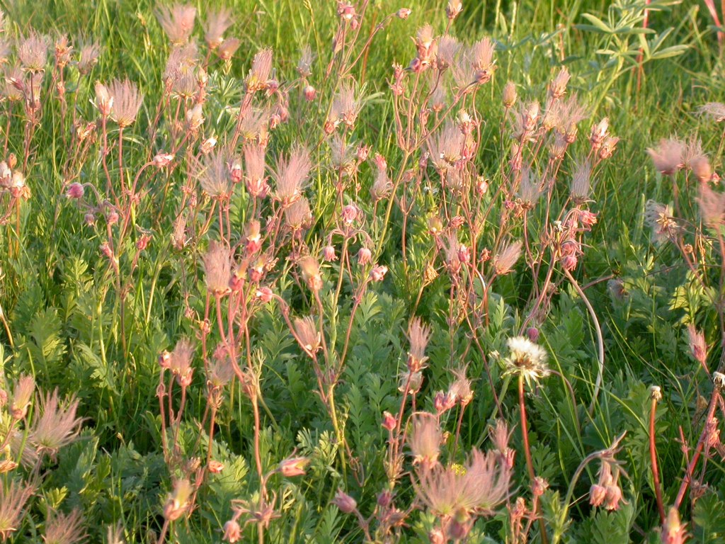 Geum triflorum growth and seasonal features