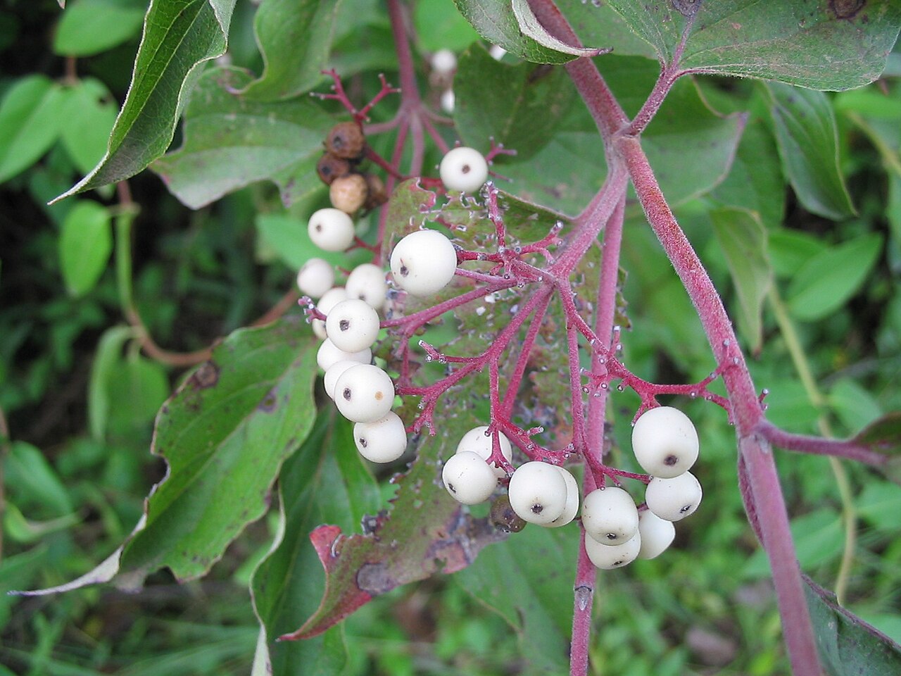 Gray Dogwood white berries on bright red-pink fruit stalks