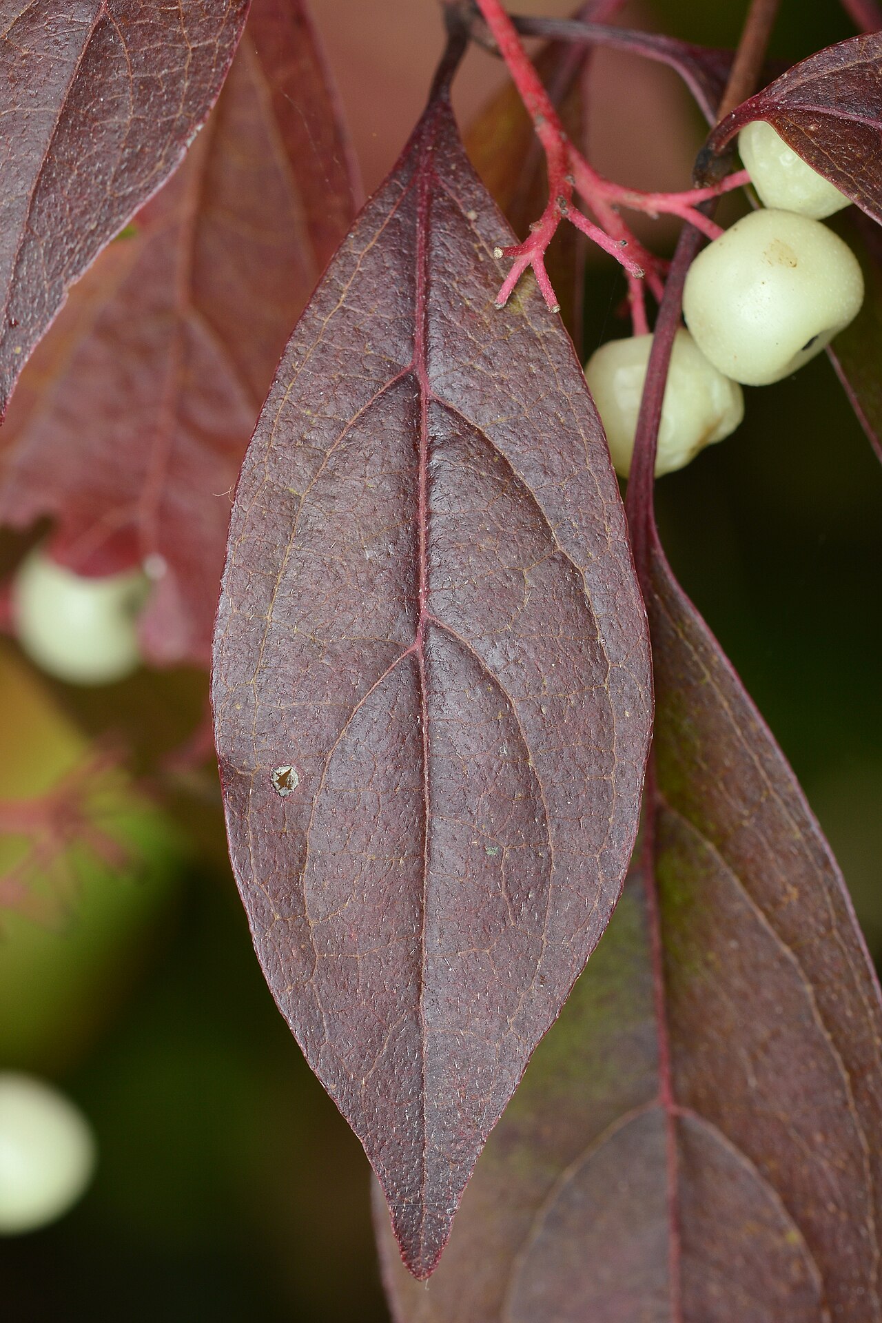 Gray Dogwood purple-red fall foliage with white berries