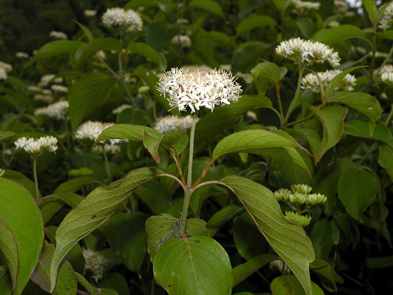 Gray Dogwood (Cornus racemosa) shrub covered in creamy white flower clusters
