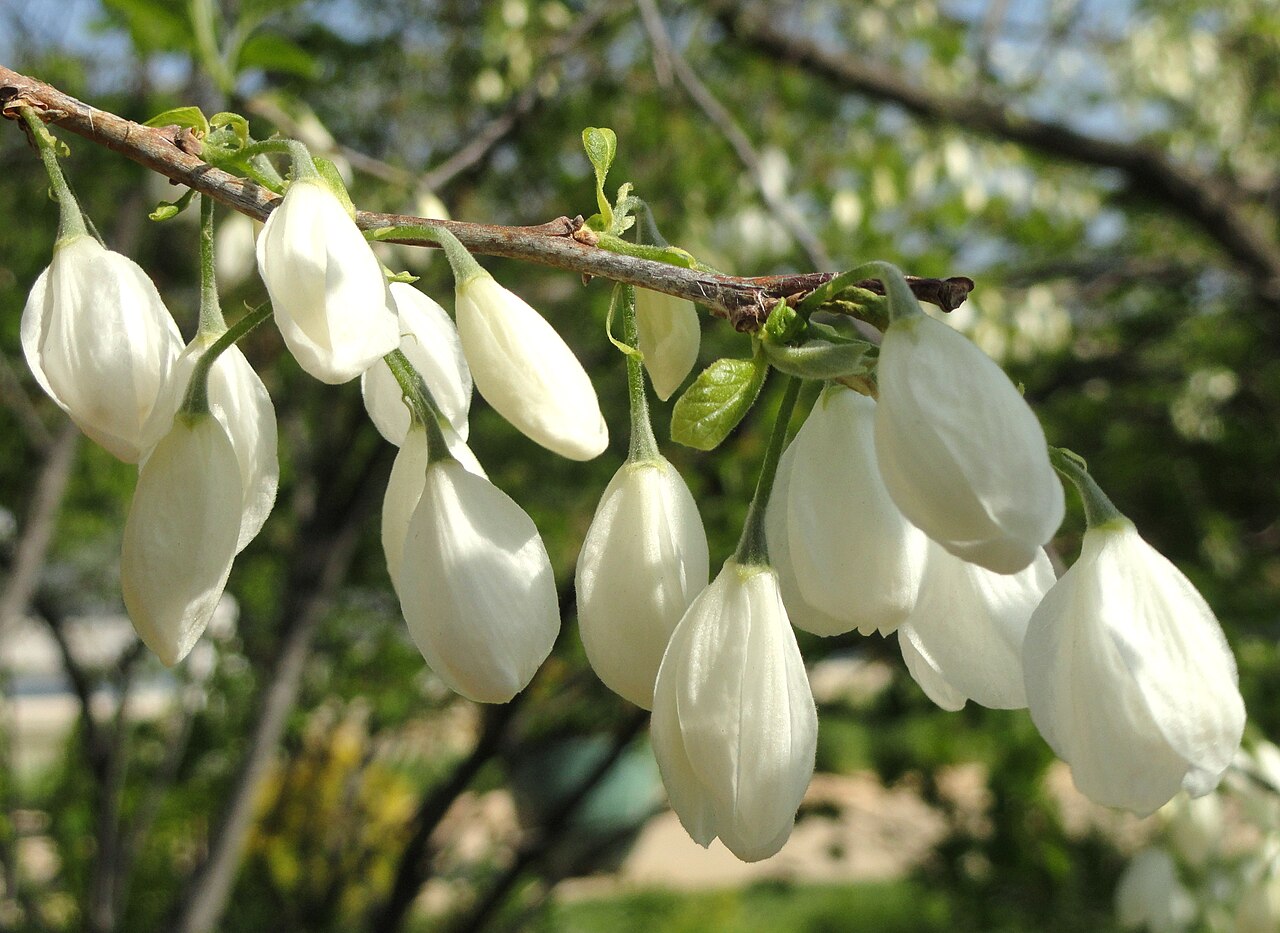 Two-winged Silverbell (Halesia diptera) - PlantNative.org Pendant white flowers of cultivated two-winged silverbell at Bartholdi Park, Washington, DC.
