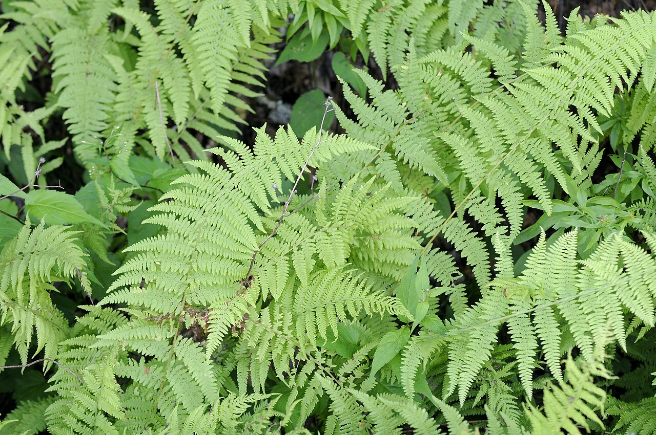 Hay-scented Fern (Dennstaedtia punctilobula) - PlantNative.org Dense fronds of Hay-scented Fern (Dennstaedtia punctilobula) in a colony on the Blue Ridge Parkway in North Carolina