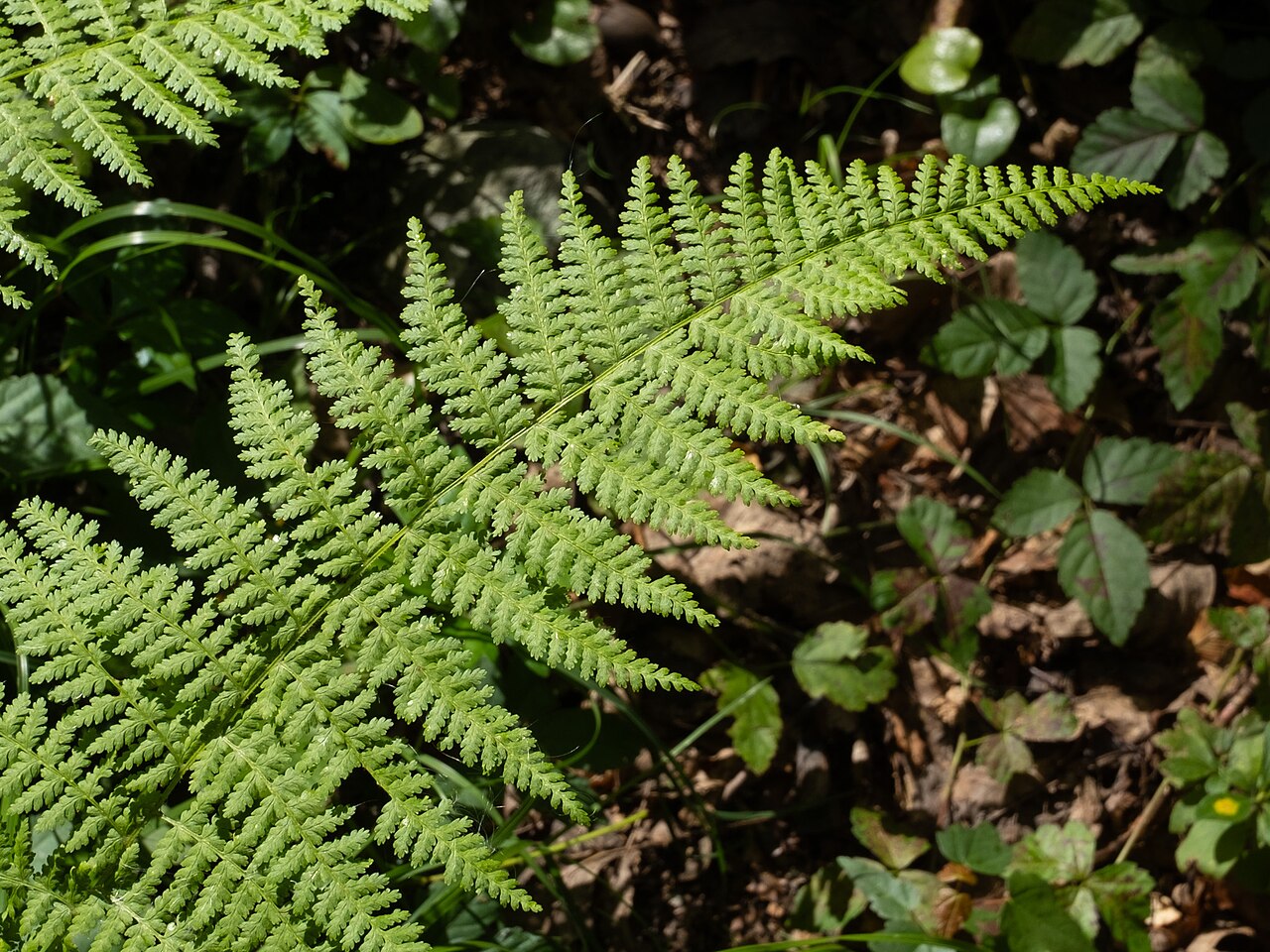Hay-scented Fern (Dennstaedtia punctilobula) - PlantNative.org A sunlit, lacy frond of Hay-scented Fern (Dennstaedtia punctilobula) with finely cut pale green pinnules