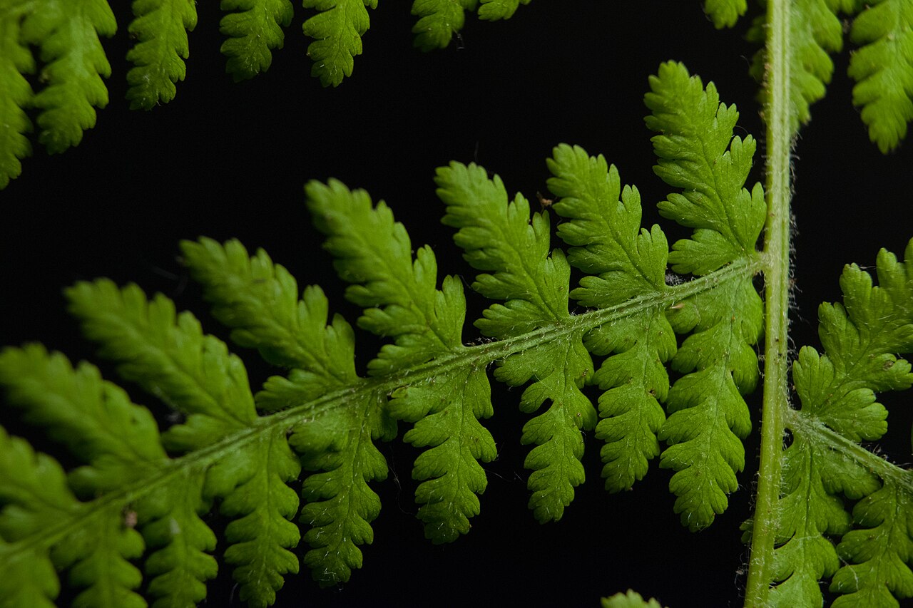 Hay-scented Fern (Dennstaedtia punctilobula) - PlantNative.org Macro of Hay-scented Fern (Dennstaedtia punctilobula) pinnules with toothed lobes and fine hairs on a pale green rachis