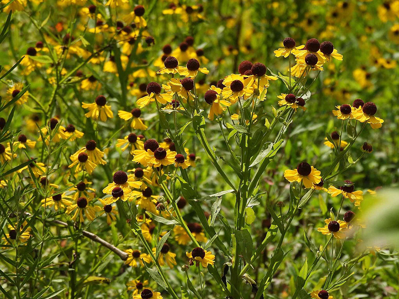 Purple-headed Sneezeweed (Helenium flexuosum) - PlantNative.org Purple-headed sneezeweed flowering in Wayne County, Kentucky.